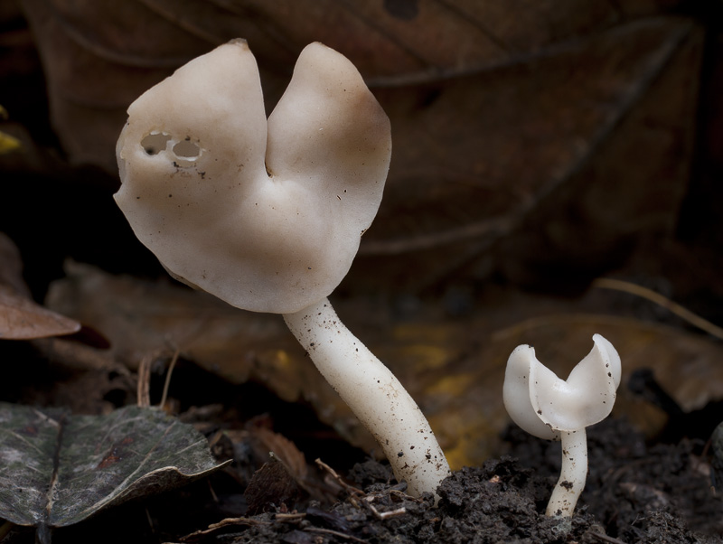 Helvella stevensii